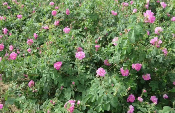آغاز برداشت گل‌ محمدی از باغات اردستان