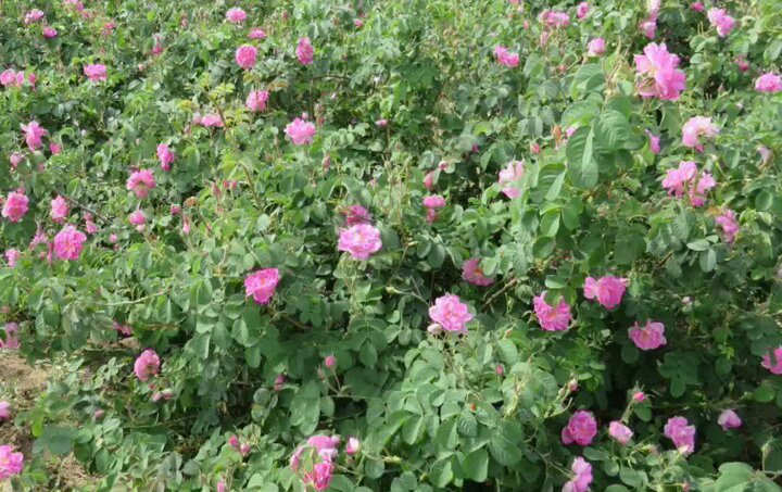 آغاز برداشت گل‌ محمدی از باغات اردستان