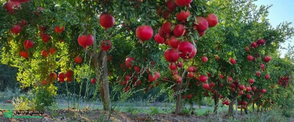 پیش بینی برداشت پنچ هزار تنی انار ازباغ های اردستان